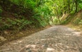 Old abandoned paved road in the forest