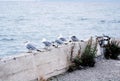 Old abandoned pier with seagulls and cormorants, ocean Royalty Free Stock Photo