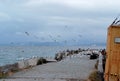 Old abandoned pier with seagulls and cormorants, ocean Royalty Free Stock Photo