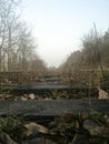 Old abandoned railroad tracks through which grass grows and a row of trees grow on the sides Royalty Free Stock Photo