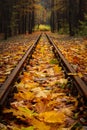 an old abandoned railway in a morning autumn forest is covered with fallen maple leaves. vibrant golden okryabr Royalty Free Stock Photo