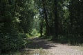 Abandoned gravel road through the forest Royalty Free Stock Photo