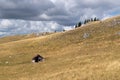 Old abandoned shepherd\'s hut in middle of pasture on slope of Vlasic mountain