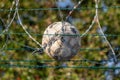 Old , abandoned soccer ball trapped in barb wire at the border, blurry trees background, security fencing