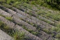 An old abandoned staircase overgrown with grass