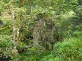 Old abandoned stone house in a forest overgrown with vegetation and hidden by trees and branches Royalty Free Stock Photo