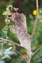 An old abandoned tent caterpillar nest in a bush Royalty Free Stock Photo