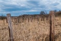 Old abandoned vineyard with dry grass and wooden pillars Royalty Free Stock Photo