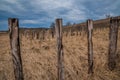 Old abandoned vineyard with dry grass and wooden pillars Royalty Free Stock Photo