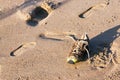 Old Abandoned Wet Dirty Shoe on Beach Sand Royalty Free Stock Photo