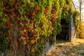 Colorful creeping ivy on an old wooden shed Royalty Free Stock Photo