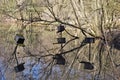 Old birdhouses over a murky lake