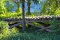 Old abandoned wooden bridge in the forest green vines covered