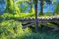 Old abandoned wooden bridge in the forest green vines covered