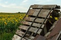 An old abandoned wooden house overgrown with grass on the background of a field with sunflowers. A large agricultural field of Royalty Free Stock Photo