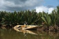 An old abandoned wreck wooden fishing boat on river.