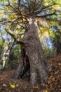 Old abies tree on Selciansky diel Royalty Free Stock Photo