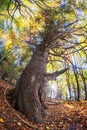 Old abies tree on Selciansky diel Royalty Free Stock Photo