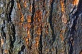 Old abrasive bark of pine, forest wooden texture. Winter, autumn, summer or spring.