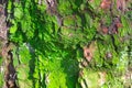 Old abrasive bark of pine with green moss, forest wooden texture. Winter, autumn, summer or spring time in the park.