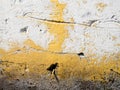 Old abstract wall background. Concrete painted surface with cracks and yellow peeling paint. Royalty Free Stock Photo