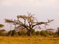Old acacia tree Royalty Free Stock Photo