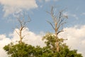 Old acacia trees with dry branches on top Royalty Free Stock Photo