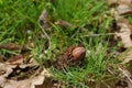 Old acorn from last year found in forest near Belgrade Royalty Free Stock Photo