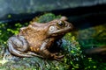 An Old Adult American BullFrog On a Algae Covered Surface at a Pond Royalty Free Stock Photo