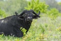 Old african buffalo Selous Royalty Free Stock Photo