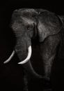 Old African elephant closeup Royalty Free Stock Photo