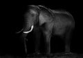 Old African elephant working Royalty Free Stock Photo