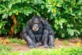 Old age chimpanzee sitting on the ground Royalty Free Stock Photo