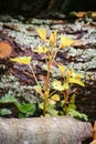 Old age and youth. Young sprout among old stumps firewood . new overcomes the old, otite. Royalty Free Stock Photo