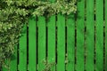 An old aged green-painted bright fence, twined with branches of a plant with striped leaves.