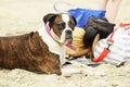 Old aged healthy pet Boxer breed dog sitting on white sand beach Gold Coast Australia