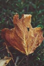 old aged torn yellow orange red autumn maple leaf on green grass