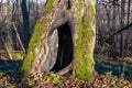 Old aged tree with green moss on forest . Royalty Free Stock Photo