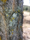 Old Aged Tree Trunk and Bark