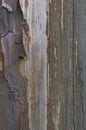 Old aged weathered grunge color-peel wood texture, detailed vertical macro closeup of natural textured grain grungy painted wooden Royalty Free Stock Photo