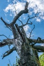 An old, aged, withered, cracked tree