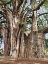 Old ahuehuete tree in Oaxaca, Mexico Royalty Free Stock Photo