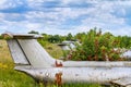 Old aircrafts in elderberry bush Royalty Free Stock Photo