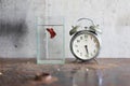 Old alarm clock and Siamese Fighting Fish bowl on rusty iron tab Royalty Free Stock Photo