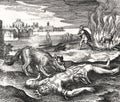 Old alchemical image of the wolf tearing the king from the book entitled atalanta fugiens by michael maier