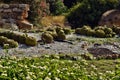 Beautiful garden with cactus, palm, flowers, plant, tree, park in Old Alcudia town