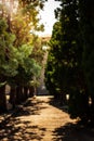 Old alley with pine trees in the memorial park near the castello di san giusto in trieste italy with the sun shining through the