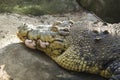 Old Alligator Head Closeup Photo. Crocodile Sharp Teeth And Scaled Skin.