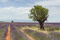 Old almond tree in a lavender field on Valensole plateau Royalty Free Stock Photo