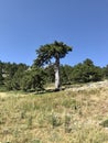 An old and alone black pine tree Royalty Free Stock Photo